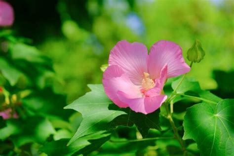 樹芙蓉|フヨウ（芙蓉）とは？育て方・栽培方法